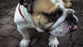 实体同城商家短视频获客，3天直播课，玩转实体商家私域...-吾爱自习网